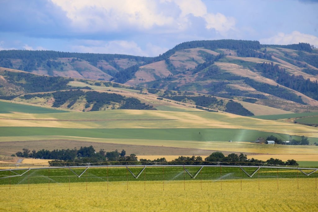 Irrigated farmland and rolling hills in Eastern Washington wine country near Prosser